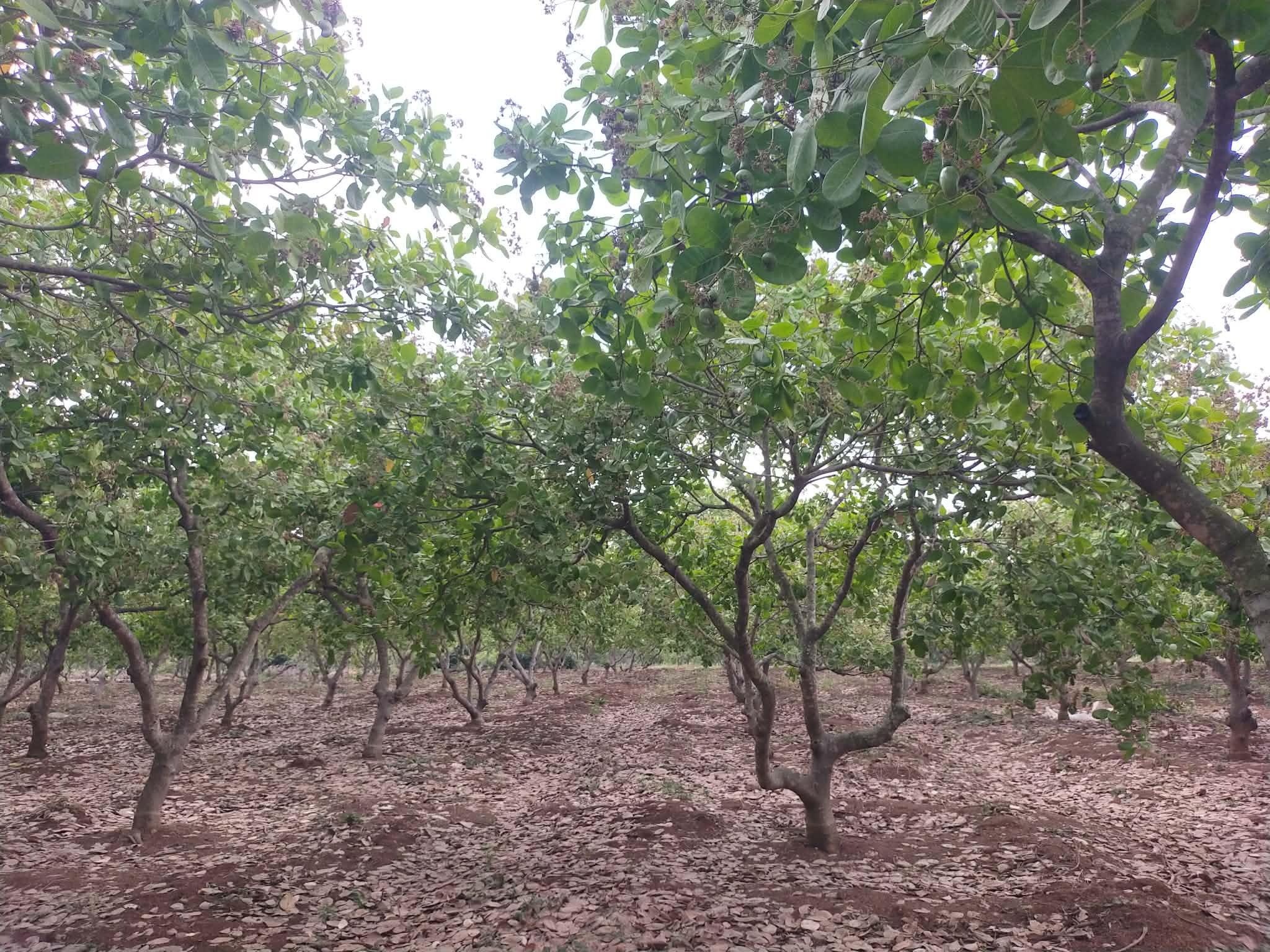 តម្លៃគ្រាប់ស្វាយចន្ទីហក់ខ្ពស់ជាង៨០០០រៀល/គីឡូ កសិករប៉ៃលិនសប្បាយចិត្តទទួលបានផលល្អ