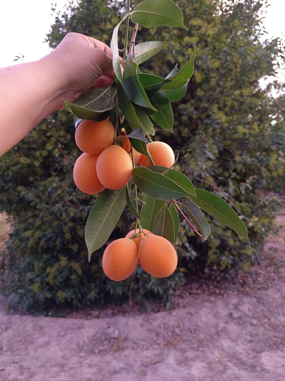 រមណីយដ្ឋានចម្ការម៉ាក់ប្រាំងស្ទឹងត្រែង ទាក់ទាញភ្ញៀវទេសចរនៅរដូវក្ដៅ