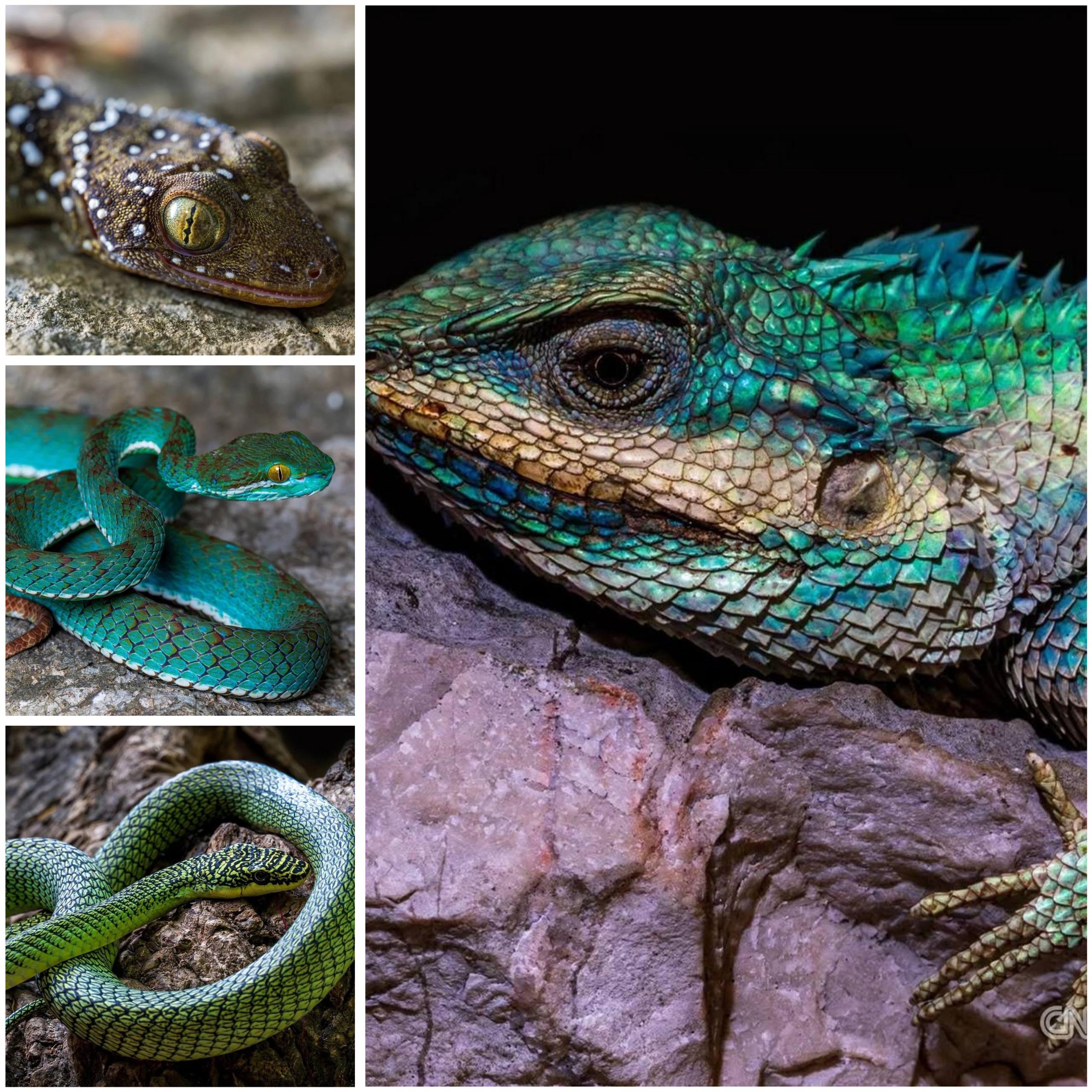 រកឃើញសត្វថ្មីៗជាច្រើនប្រភេទនៅក្នុងរូងភ្នំបាត់ដំបង រួមមានពស់វែកពណ៌ខៀវស្រងាត់ ពស់ហោះ និងជីងចក់