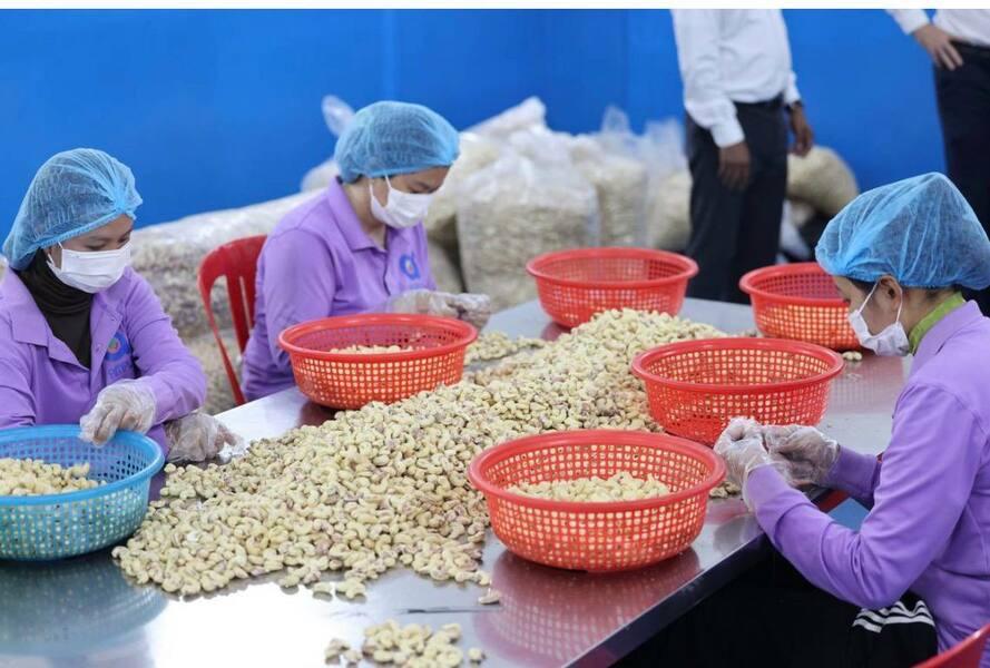 កម្ពុជាកំពុងបង្កើនសមត្ថភាពកែច្នៃស្វាយចន្ទី សម្រេចនាំចេញទៅទីផ្សារអឺរ៉ុបជាលើកដំបូង