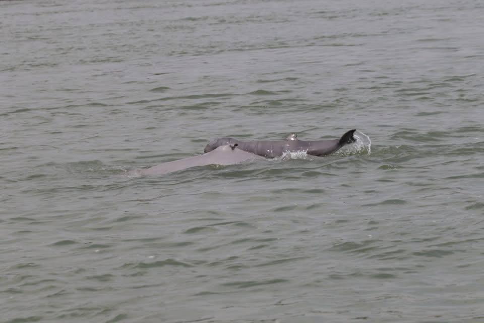 កូនផ្សោតទើបកើតថ្មីមួយក្បាល ត្រូវបានរកឃើញនៅខេត្តក្រចេះ