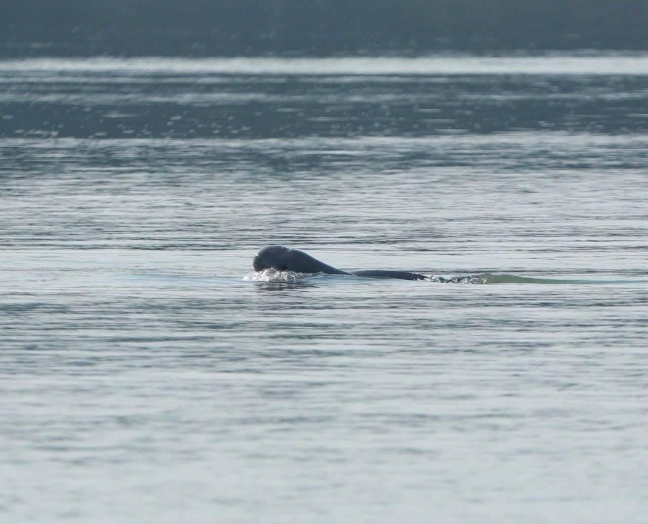 ដំណឹងល្អ! កូនផ្សោតទើបកើតថ្មី ១ក្បាល ប្រទះឃើញនៅខេត្តស្ទឹងត្រែង បង្កើនចំនួនសត្វផ្សោតទៅ ១១៦ក្បាល
