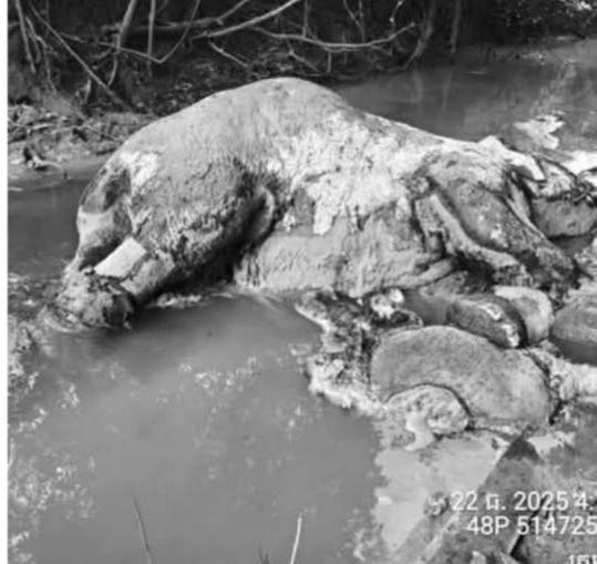 ពិធីរំលឹកដំរីព្រៃដែលស្លាប់ដោយការបាញ់ពីកងទ័ពថៃ និងពិធីបុណ្យខួបបំបួសព្រៃព្រះរការ