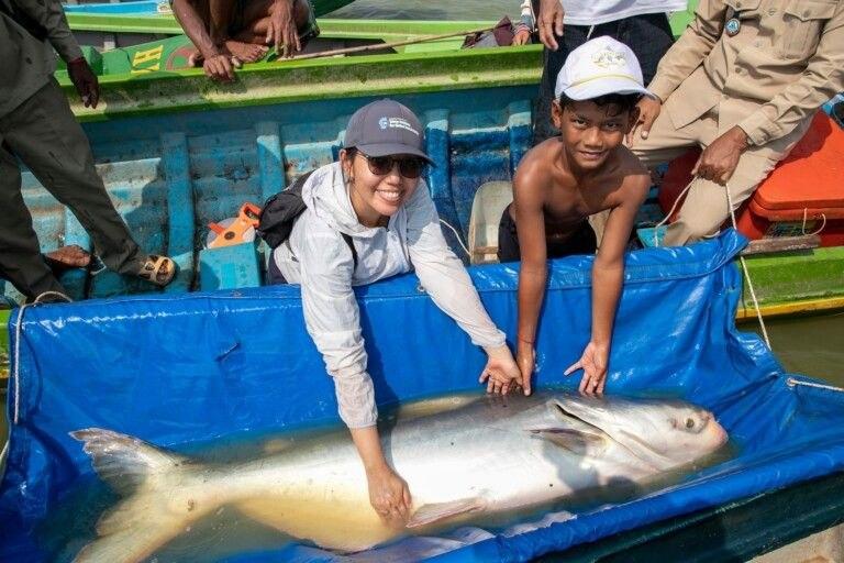 ត្រីរាជ ៤០គីឡូ និងត្រីគល់រាំង ត្រូវបានលែងចូលក្នុងបឹងធម្មជាតិវិញ នៅខេត្តពោធិ៍សាត់