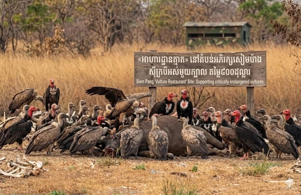ត្មាតនៅសៀមប៉ាង៖ ភ្នាក់ងារអនាម័យធម្មជាតិ ត្រូវបំប៉នដោយក្របីរាល់សប្តាហ៍