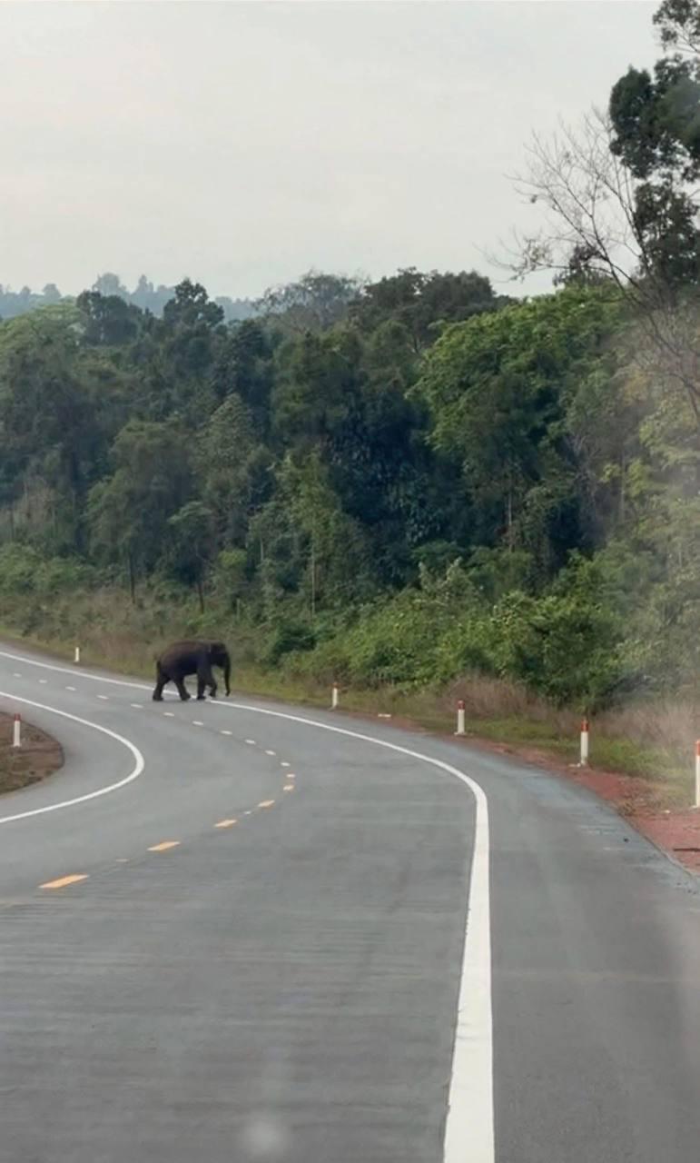 សត្វដំរីដ៏កម្រ បង្ហាញខ្លួនឆ្លងផ្លូវជាតិលេខ៤ៈ នៅខេត្តកោះកុង