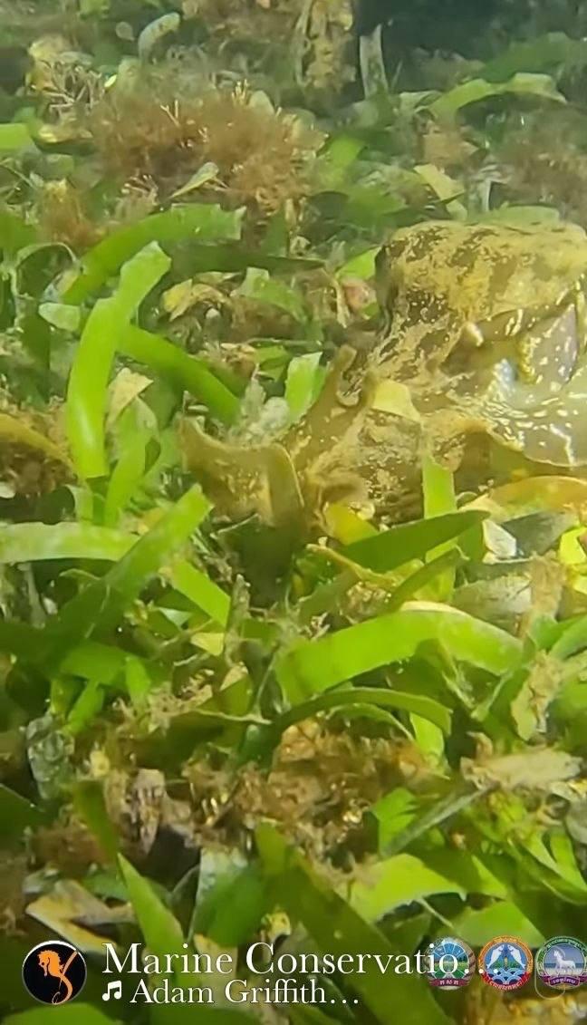 ពិភពក្រោមសមុទ្រពេលយប់៖ បទពិសោធន៍ការមុជទឹកយប់ដ៏អស្ចារ្យនៅកោះអាចម៍សេះ