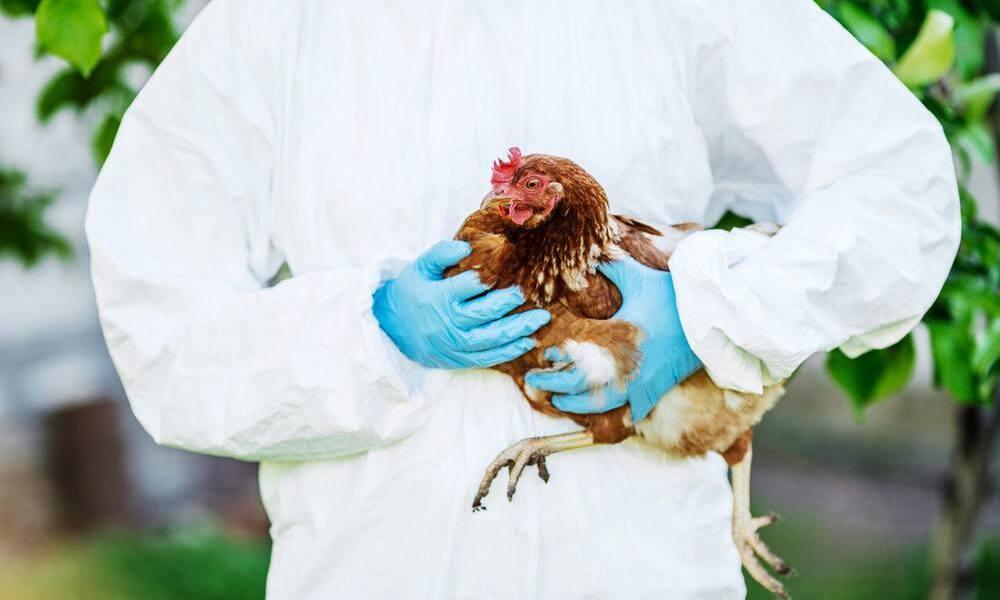 គំរាមកំហែងថ្មី! កុមារអាយុ៣ឆ្នាំឆ្លងជំងឺផ្តាសាយបក្សី H5N1 នៅឧត្តរមានជ័យ