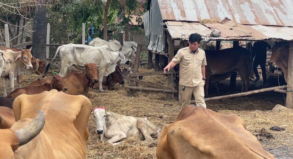 ឈ្មួញនៅតែលួចនាំគោថៃចូលកម្ពុជាតាមច្រករបៀង ទោះព្រំដែនតានតឹង