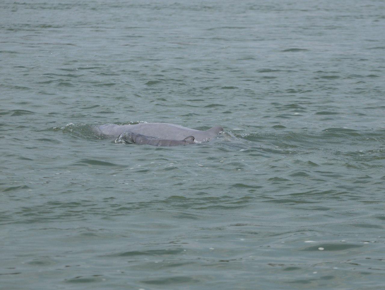 អស្ចារ្យ! កូនផ្សោតទើបកើតថ្មីមួយក្បាល ត្រូវបានរកឃើញនៅខេត្តក្រចេះ