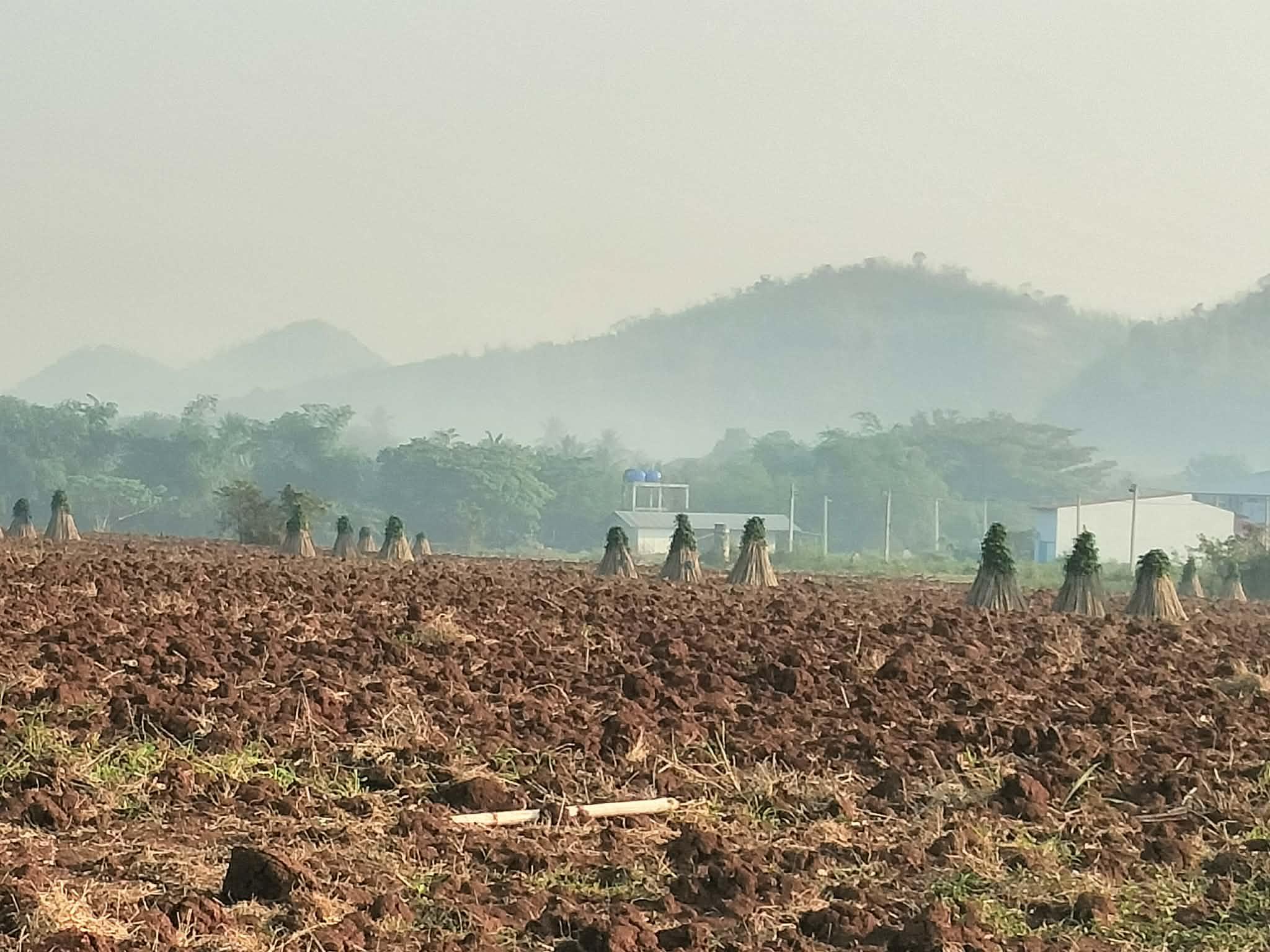 កសិករប៉ៃលិនរត់ប្រកួតដាំដំឡូងមី ទាញយកឱកាសពីទឹកភ្លៀងដ៏សម្បូរ