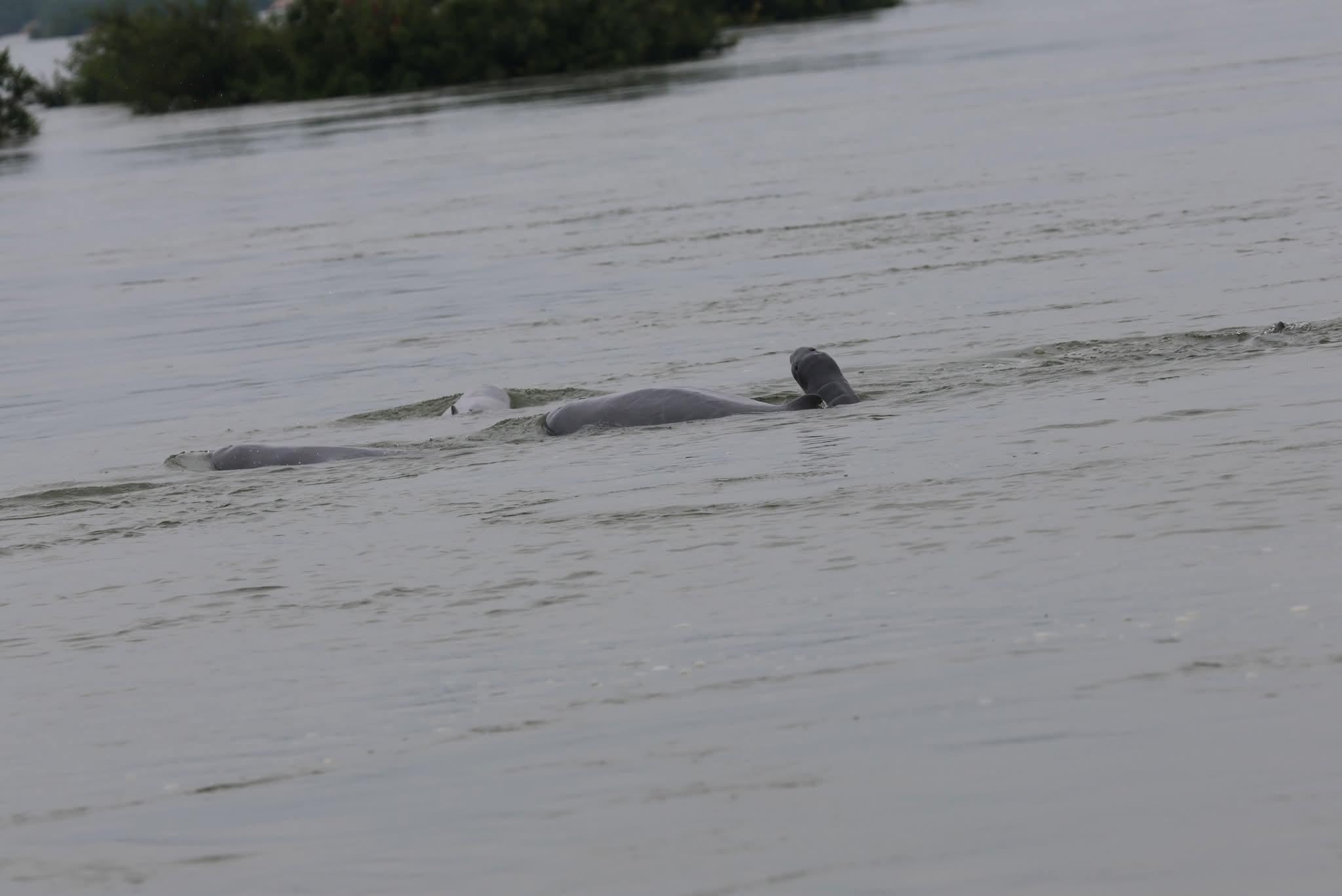 រីករាយជាមួយដំណឹងល្អ! កូនផ្សោតទន្លេមេគង្គទី២ កើតថ្មីនៅអន្លង់កាំពី ក្រចេះ