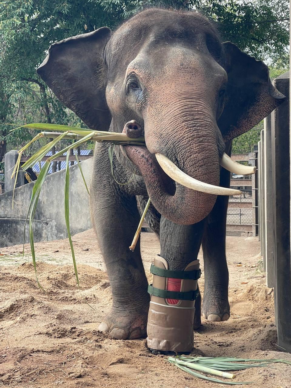 អច្ឆរិយៈ! ដំរីឈូក ទទួលបានជើងសិប្បនិម្មិតថ្មី ក្រោយរងគ្រោះជិត ២០ឆ្នាំ