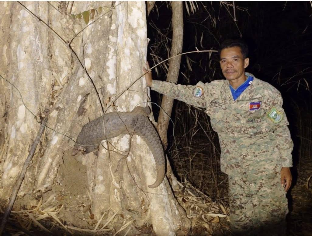 អ្នកណាថាជិតផុតពូជ! ពង្រូលកម្រត្រូវបានលែងចូលព្រៃធម្មជាតិវិញហើយ (មានវីដេអូ)
