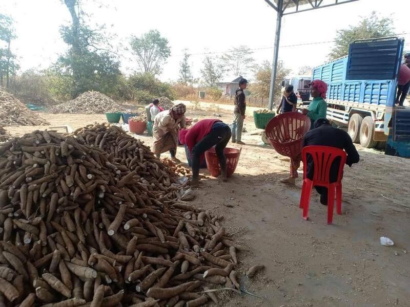 ត្រីមាសទី១ ឆ្នាំ២០២៦! កម្ពុជារកចំណូលបានជាង ៣៧៦លានដុល្លារ ពីការនាំចេញដំឡូងមី