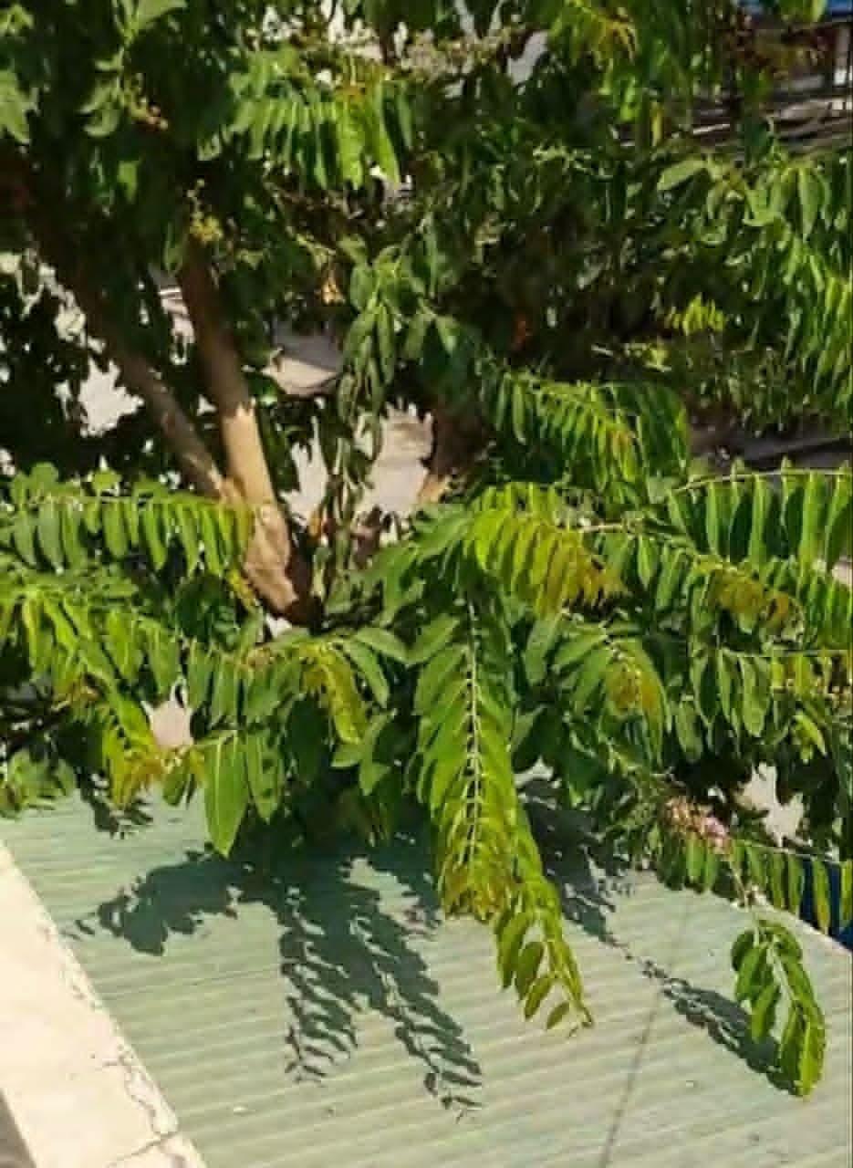 ចោរថ្លើមធំវាយផ្ទះថ្មកណ្ដាលក្រុងបាត់ដំបង ២លើកជាប់ៗ លួចកាត់ខ្សែភ្លើង និងគ្រឿងម៉ាស៊ីនត្រជាក់អស់ ១០គ្រឿង