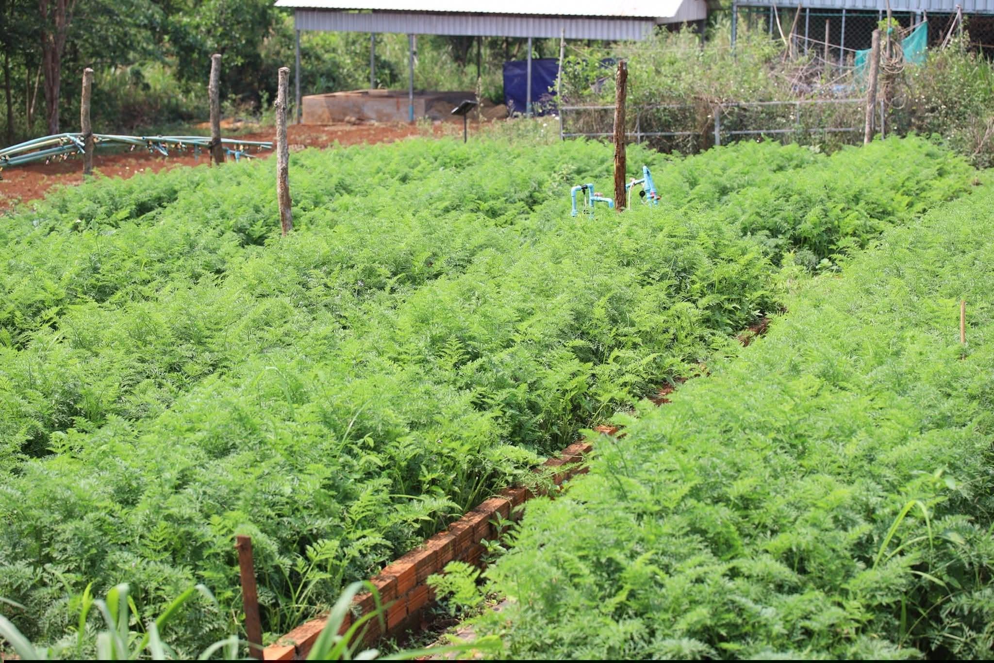 ភ្ញាក់ផ្អើល! កសិករមណ្ឌលគិរីដាំការ៉ុតសុវត្ថិភាព ទទួលបានទិន្នផលលើសការរំពឹងទុកដល់ទៅ ២៥%