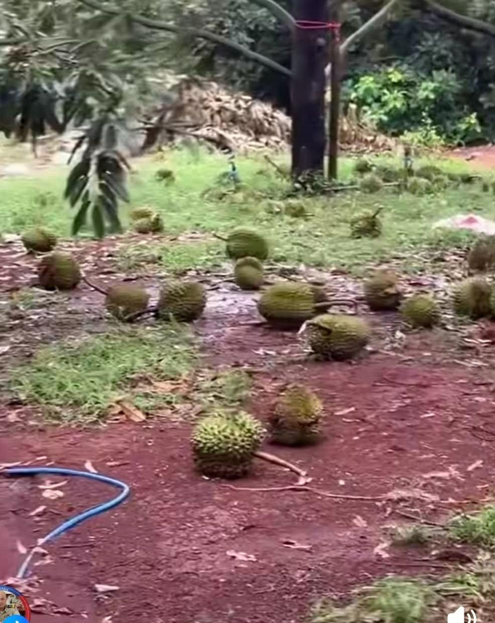 ខ្យល់កន្ត្រាក់បំផ្លាញផ្ទះ៣២ខ្នង និងទុរេនជាង៣ពាន់ផ្លែ នៅស្រុកសង្កែ-សំឡូត បាត់ដំបង