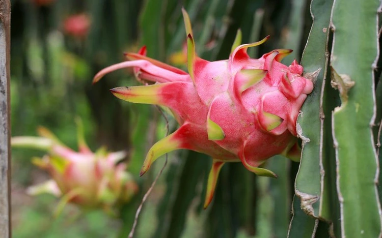 EU បង្កើនការត្រួតពិនិត្យយ៉ាងតឹងរ៉ឹងលើផ្លែឈើវៀតណាម ដោយសារបញ្ហាសំណល់ថ្នាំសម្លាប់សត្វល្អិត