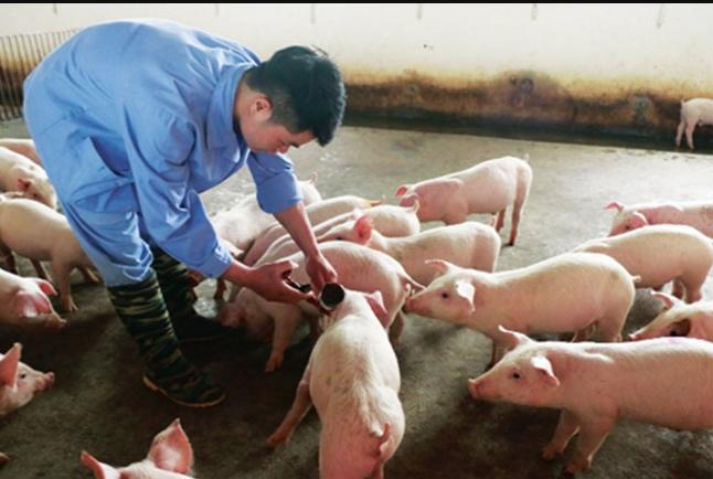 វៀតណាម​ភ្ញាក់​រន្ធត់! ជំងឺ​អុតក្តាម SAT1 វាយ​ប្រទេស​ចិន ប្រញាប់​ស្នើ​នាំ​ចូល​វ៉ាក់សាំង​បន្ទាន់