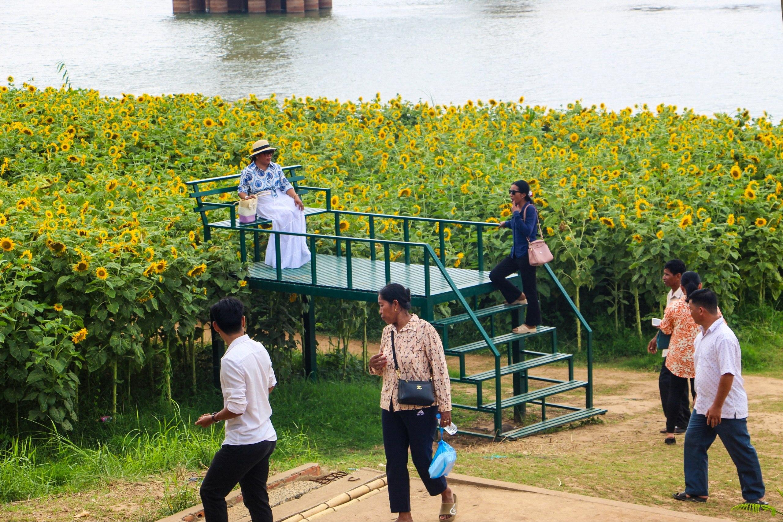 ទស្សនា​ផ្កាឈូករ័ត្ន​ជាង​១០​ម៉ឺន​គុម្ព​ក្រោម​ស្ពាន​គី​ហ្ស៊ុ​ណា ល្បី​ខ្ចី​បេះដូង​អ្នក​ទេសចរ​ក្រុង​កំពង់ចាម