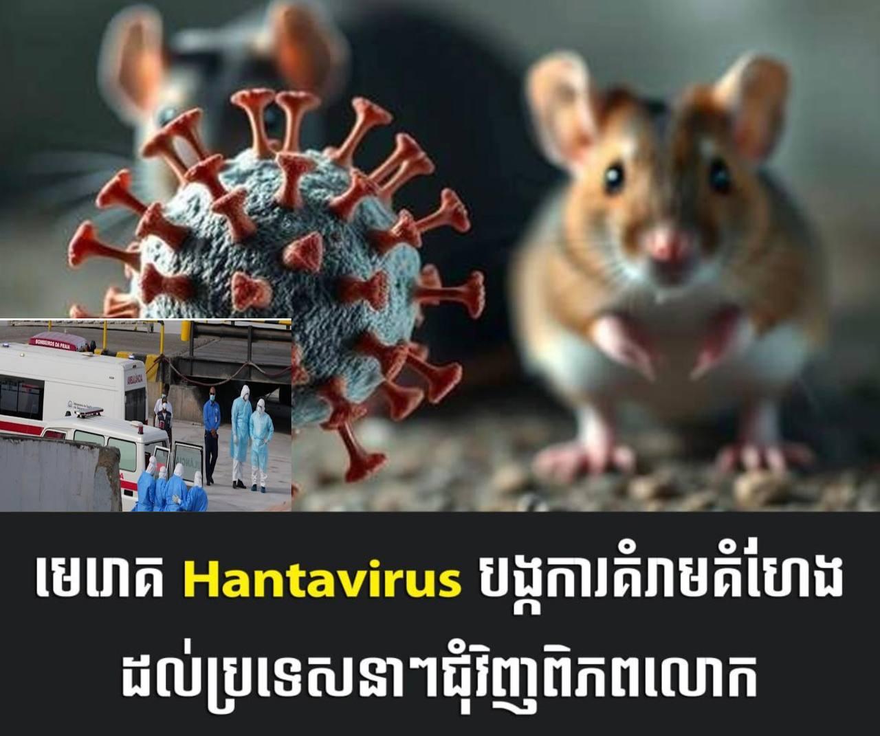 ភាពតក់ស្លុត! មេរោគ Hantavirus កំពុងរាតត្បាតសកលលោក ក្រោយឆ្លងរាលដាលលើនាវាទេសចរណ៍