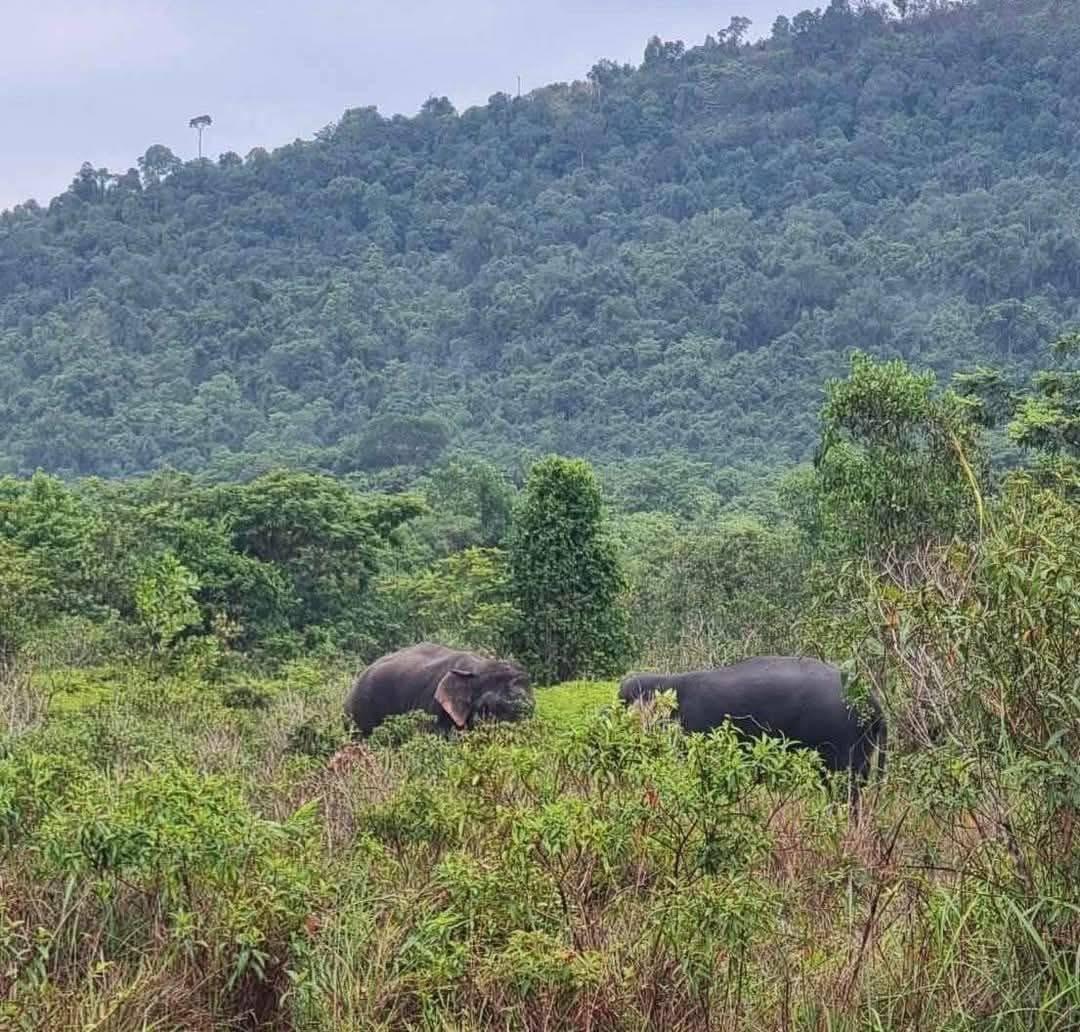 ភ្ញាក់ផ្អើល! ដំរីព្រៃហ្វូងធំវាយលុកចំការដូងពលរដ្ឋ ថែមឈានដល់អុកឡុកផ្ទះស្រុកកំពង់សីលា