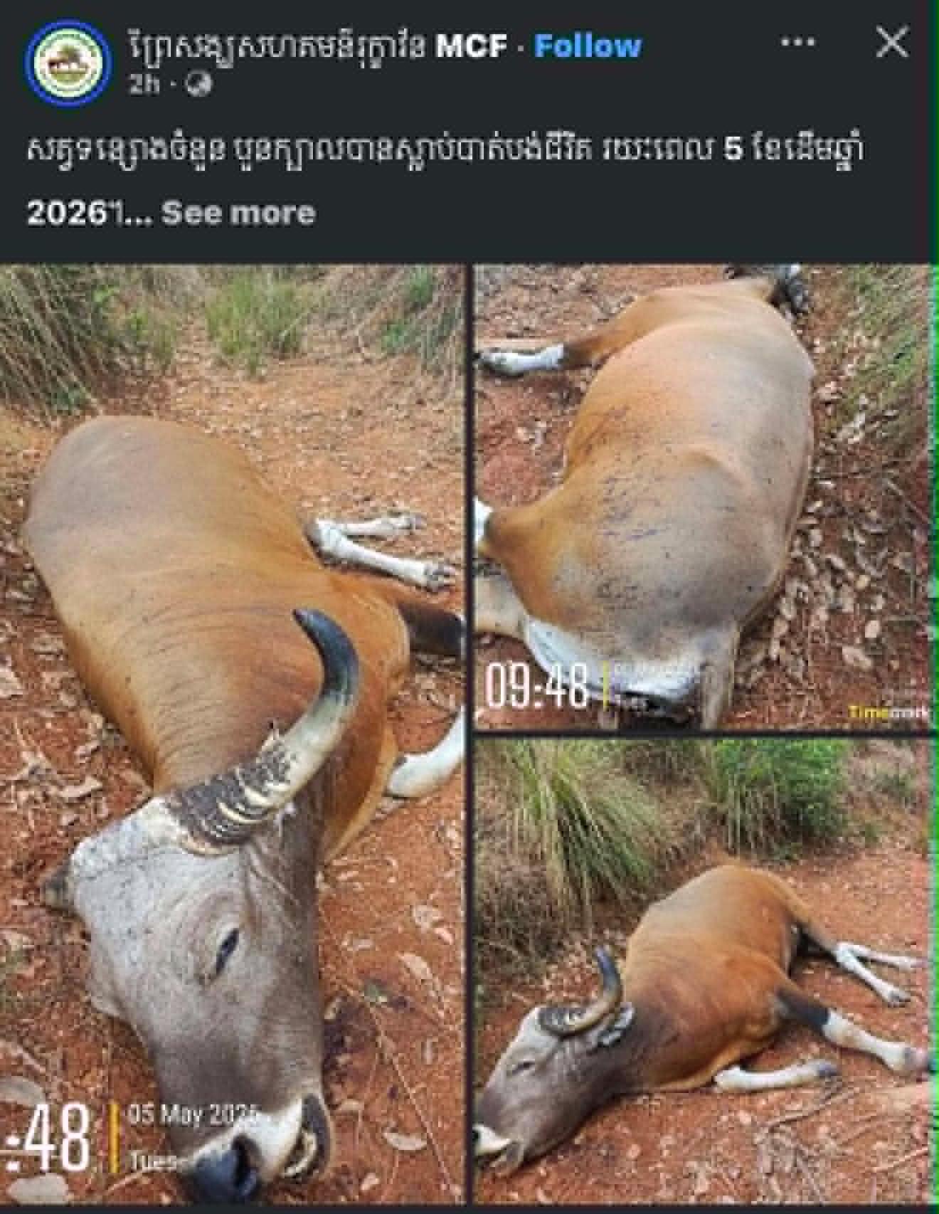 សោកនាដកម្ម! ទន្សោងកម្រមួយក្បាលទៀតស្លាប់ក្នុងដែនជម្រកសត្វព្រៃ ឧត្តរមានជ័យ កើនដល់៤ក្បាលក្នុងរយៈពេល៥ខែ