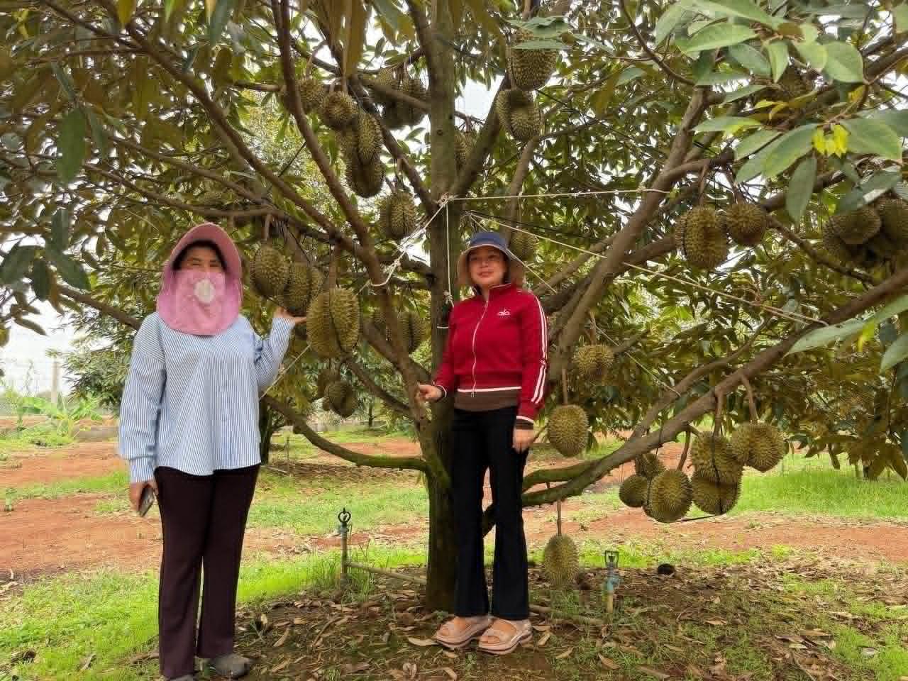 សហគមន៍ទុរេនបែកអន្លូង​ប្រកាសដាក់QR Code ប្រយុទ្ធនឹងការក្លែងបន្លំទុរេននាំចូលថៃ