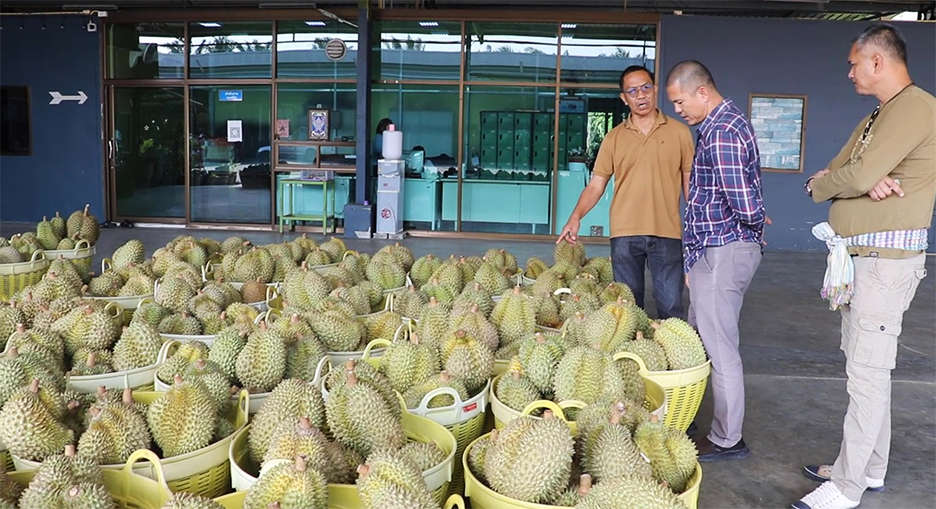 វិបត្តិទុរេនថៃនៅចិន៖ ឈ្មួញជ្រលក់សារធាតុគីមីបង្កមហារីក ធ្វើឲ្យរាប់រយកុងតឺន័រត្រូវបដិសេធ